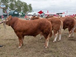 Blandt disse tre skal bedste ældre tyr findes