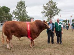 Bedste ældre tyr med nuværende og kommende ejer