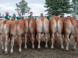 Blandt disse seks skal bedste yngre kvie findes