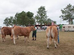 Blandt disse tre skal bedste ældre kvie findes