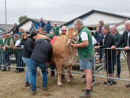 Bånd lægges på bedste yngre ko