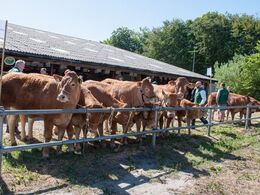 Her et af de store hold efter tyren Eden