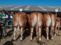 Næstbedst var holdet efter Hammel Japon
