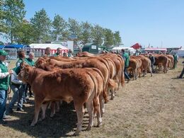 Fredag eftermiddag. Nu gælder det ærespræmiekonkurrencen. Alle holdvindere, plus nogle to'ere, er i ringen.