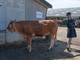 Der males også på limousine i år - og slagteren fortæller om tilberedningen af de forskellige kødstykker