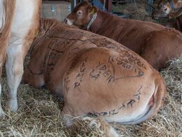 Hmm - så ligger man her og tænker over hvad slagteren sagde