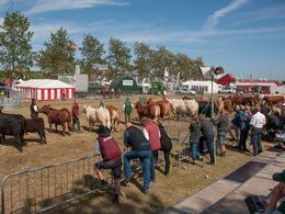 Også i seniorklassen deltog mange limousiner, men ingen af dem kom helt til tops