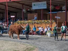 Interbreed i den store ring