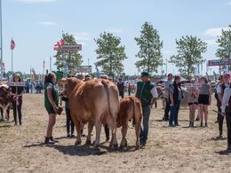 Interbreed i stegende hede på en knastør græsplæne