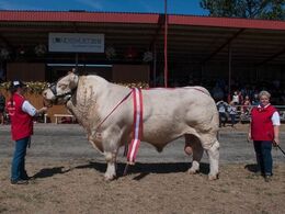 Tillykke til Charolais, som vandt interbreed for tyrene