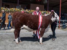 Tillykke til Hereford, som vandt interbreed for hundyr