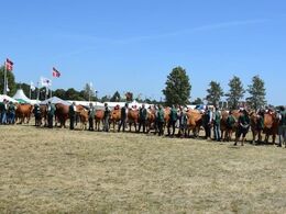 Ærespræmierne skal uddeles - her er limousinerne i venteposition