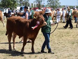 Ærespræmierne uddelt i katalognummerorden - første modtager var denne unge tyr