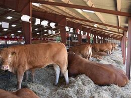Sikke et postyr for limousinerne - endelig er alle konkurrencer mv. afviklet, og der er helt ro i stalden