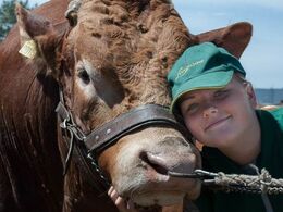 Alle elsker vi limousiner -  de unge