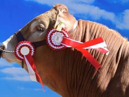 Tak til alle udstillere, trækkere og frivillige af enhver slags ved Landsskuet 2018. De fleste af årets billeder er taget af Susanne Brandt, men også Søren Grunnet, Jens Olesen og Bodil Smidt har ageret fotografer.