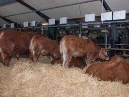 Torsdag d. 29. november 2018 – limousinerne i stalden er klar til bedømmelse