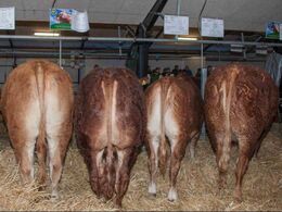 Flere klargjorte limousiner forud for bedømmelsen