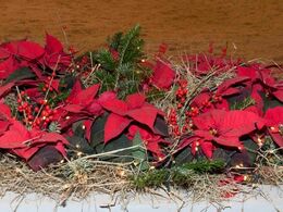 Der var smukt julepyntet i hal Q