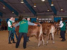 Der var liv og glade dage i ringen – i alt 65 limousiner skulle bedømmes – se holdbilleder og vinderdyr i to særskilte gallerier