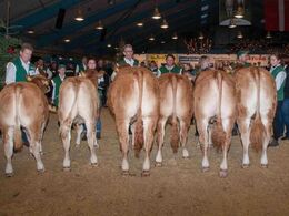 Bedste yngre kvie skal findes blandt disse seks limousiner – se hvem det blev i galleriet med vinderdyr