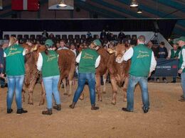 Trækkerne præsenterer et hold ældre kvier