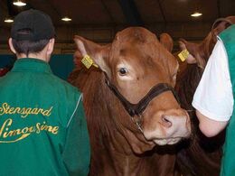 I ringen gik det løs med besætningskonkurrrencen, hvilket denne ko da er noget så ligeglad med