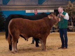 Interbreed for handyr – limousine og angus stod tilbage til sidst