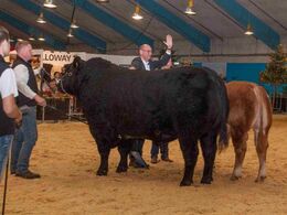 Interbreed for handyr – den som hånden rammer (Angus) vandt konkurrencen
