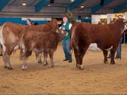 Interbreed for hundyr – limousine og Hereford stod tilbage til sidst