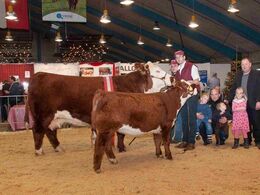 Interbreed for hundyr – Hereford løb med sejren
