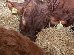 Pyha, det trætter at være på dyreskue