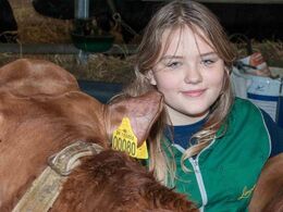 Limousinehygge i stalden