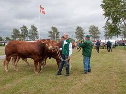 Først skal tyrene bedømmes – her venter de lidt større tyre på at det bliver deres tur. Se holdbilleder af alle dyrene i galleriet ”bedømmelse”.