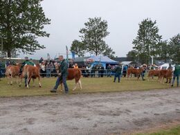 Derefter kvierne efter alder. De små er ikke nødvendigvis de nemmeste at styre.