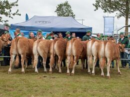 Endnu et fint kviehold venter ved rækværket på at det bliver deres tur