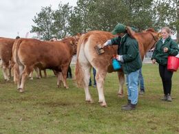 Allersidste finish inden bedømmelsen af de ældste kvier