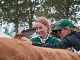 Søster-snak mens kvierne bedømmes