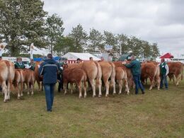 Bedømmelsen af køer 3-5 år med kalv