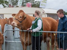 Bliver det mon snart min tur ? – synes denne ko at tænke