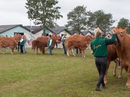 Her gælder det køer over 5 år med kalv