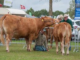 Ventetiden udnyttes til faglig snak OG strigling