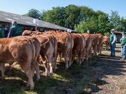 Den suverænt største afkomshold var efter tyren Gabin