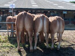 Det mindste hold var efter Bananier