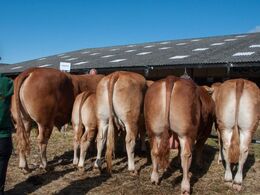 Afkom efter Kjeldgaard Ilot