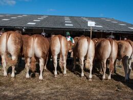 Afkom efter Kærsgård Imperial
