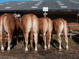 Afkom efter Randers Limos