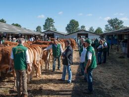 Den franske dommer inspicerer dyrene på sin runde – ensartethed er meget afgørende