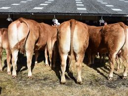 Tredjebedst var afkomsgruppen efter Eden