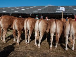 Næstbedst var afkomsgruppen efter Bresil MN